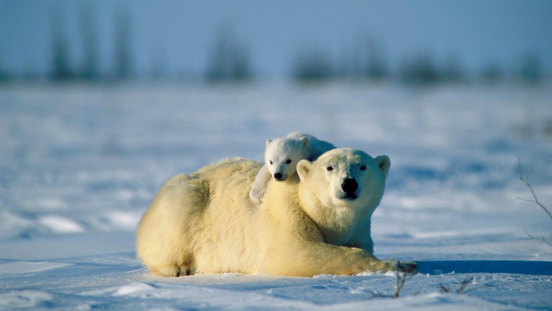 Polar Bear With Cub HD Image Animals Wild Life