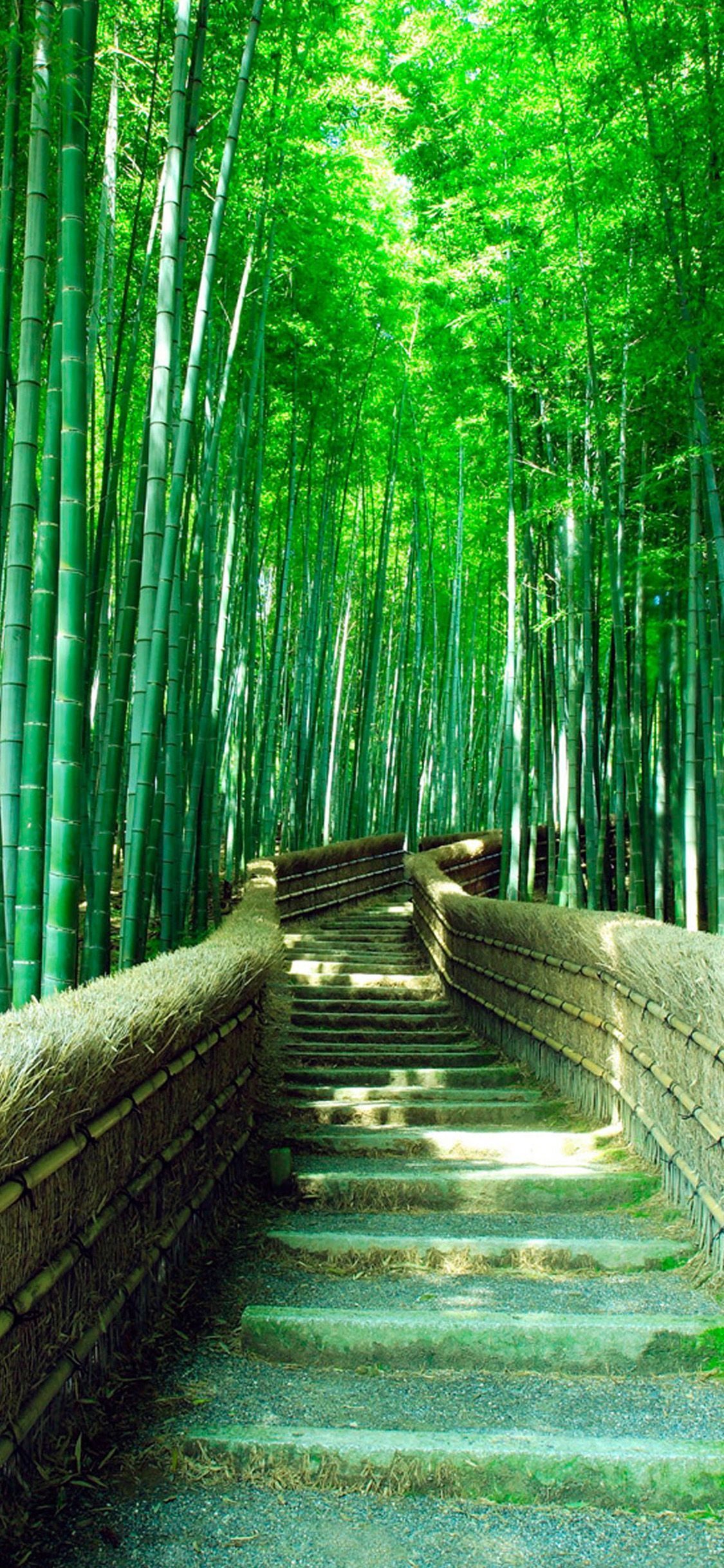 Bamboo iPhone Wallpaper