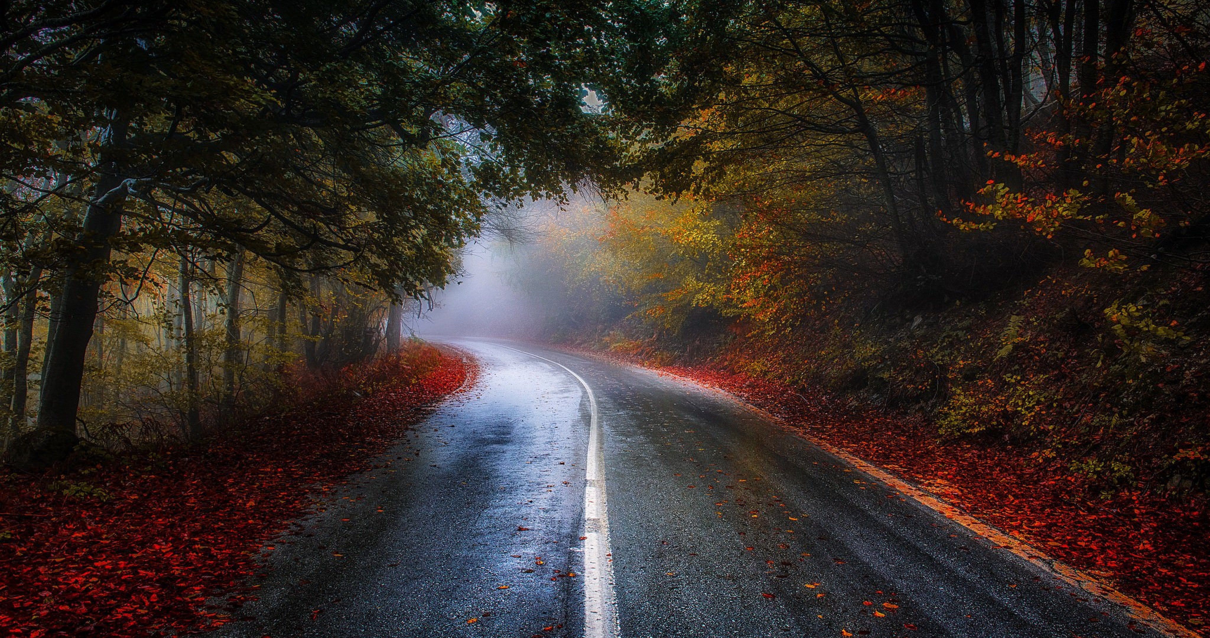 A misty autumn road winds through a colorful forest, with fallen leaves adding to the scenic beauty. Perfect 4k background