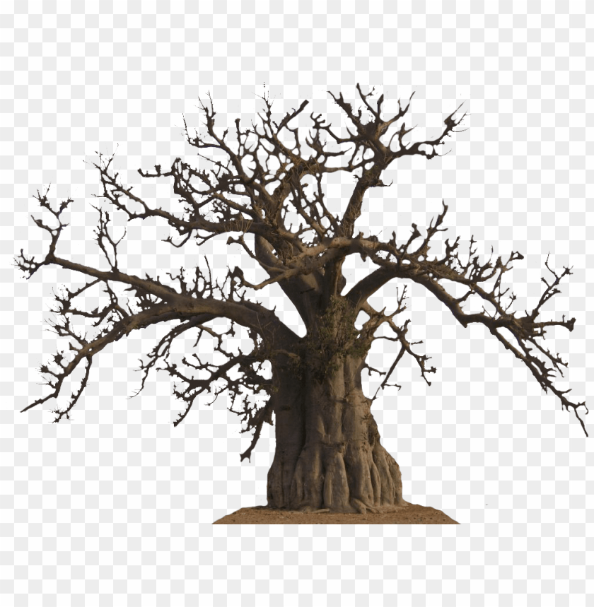 Baobab Png Image With Transparent Background Toppng