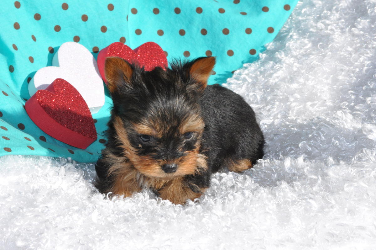 Yorkshire Terrier Puppy Portrait Photo And Wallpaper Beautiful