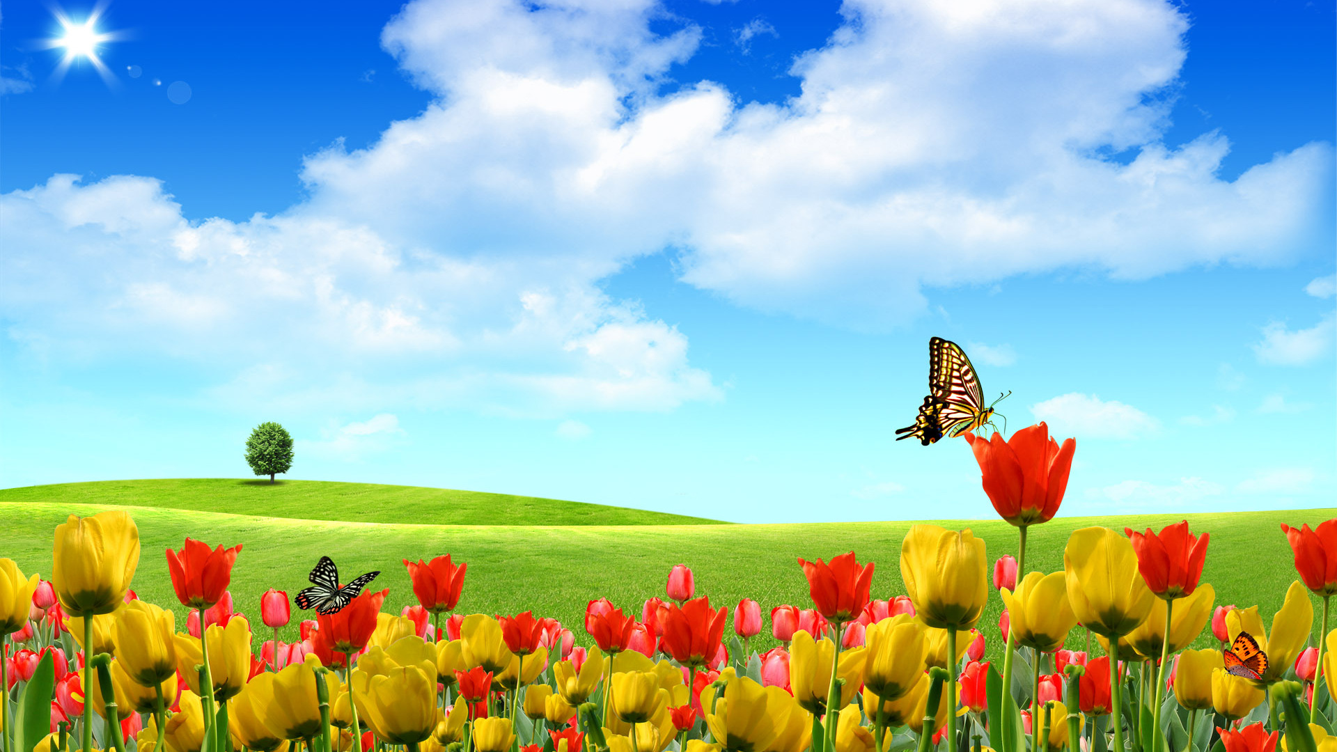 Butterfly On Tulip Field Wallpaper