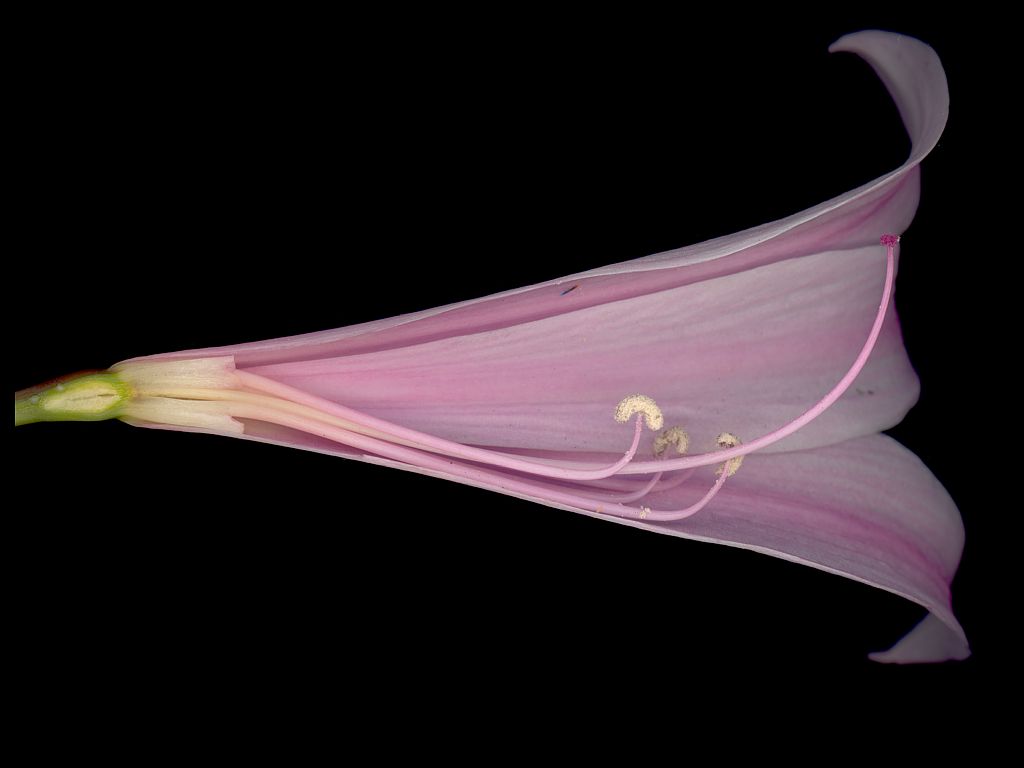 Plantweb Amariyllis Belladonna Naked Flower From Wallpaper