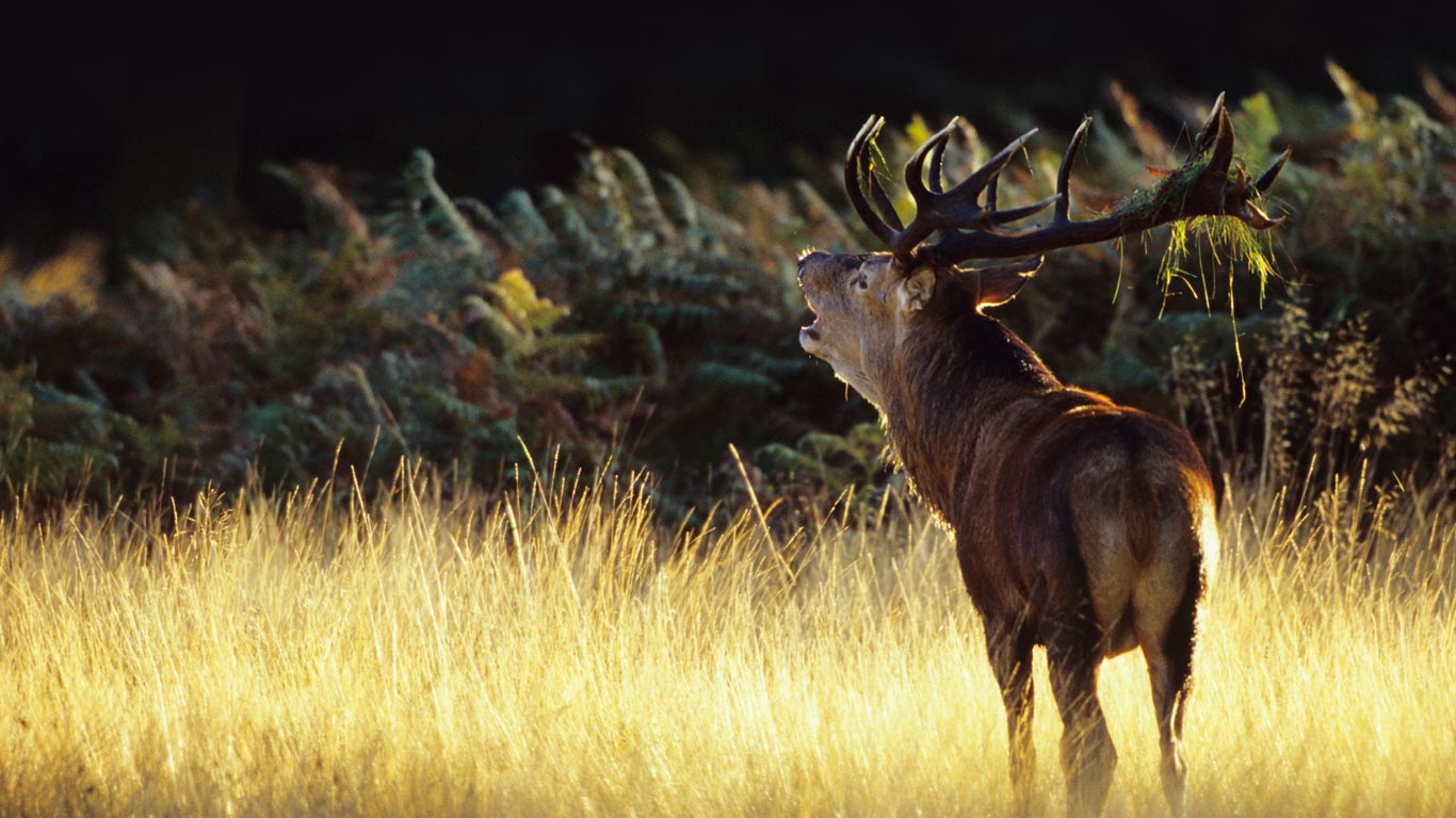 Autumn Red Deer In Richmond Park A National