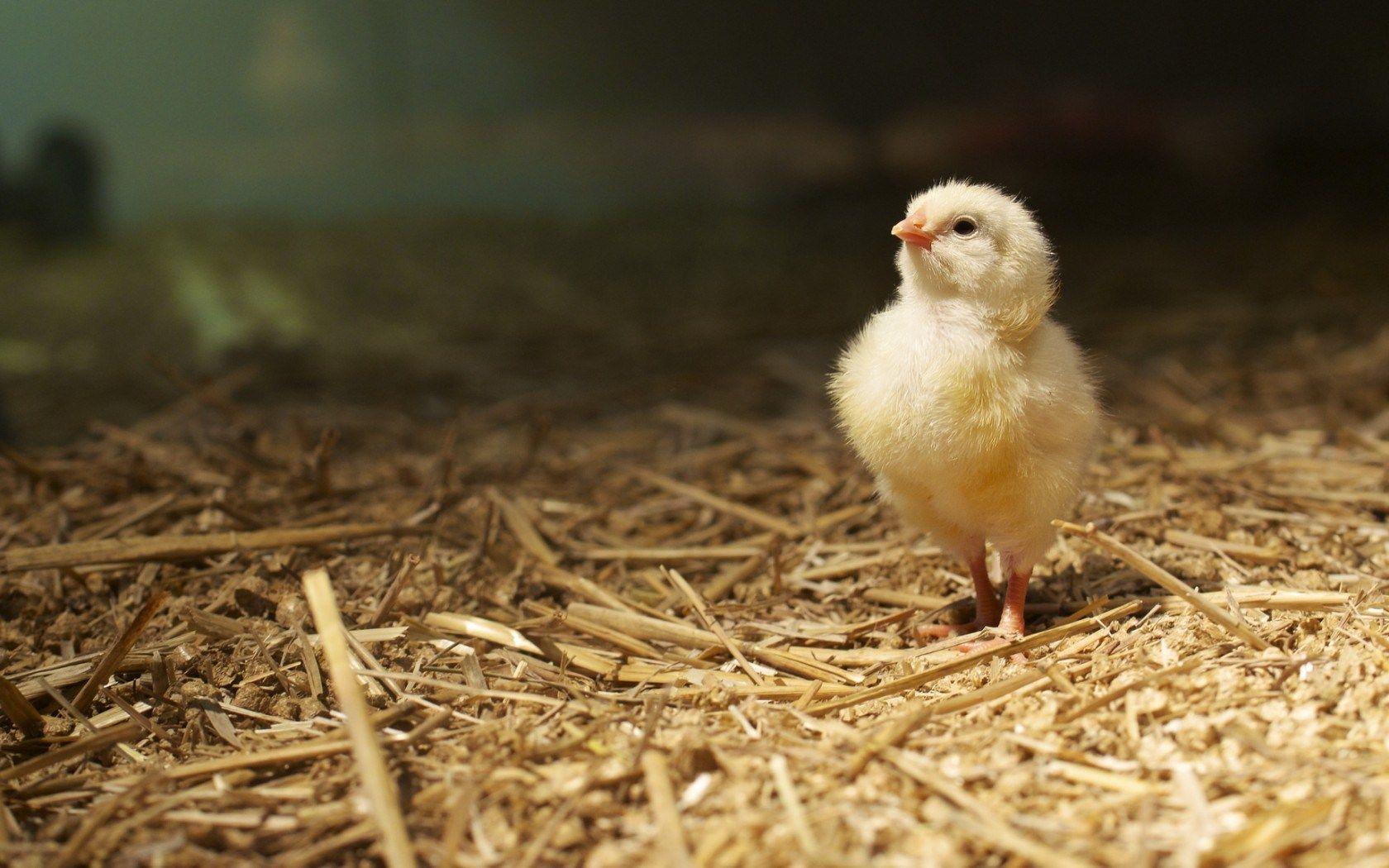 Chicken Wallpaper On