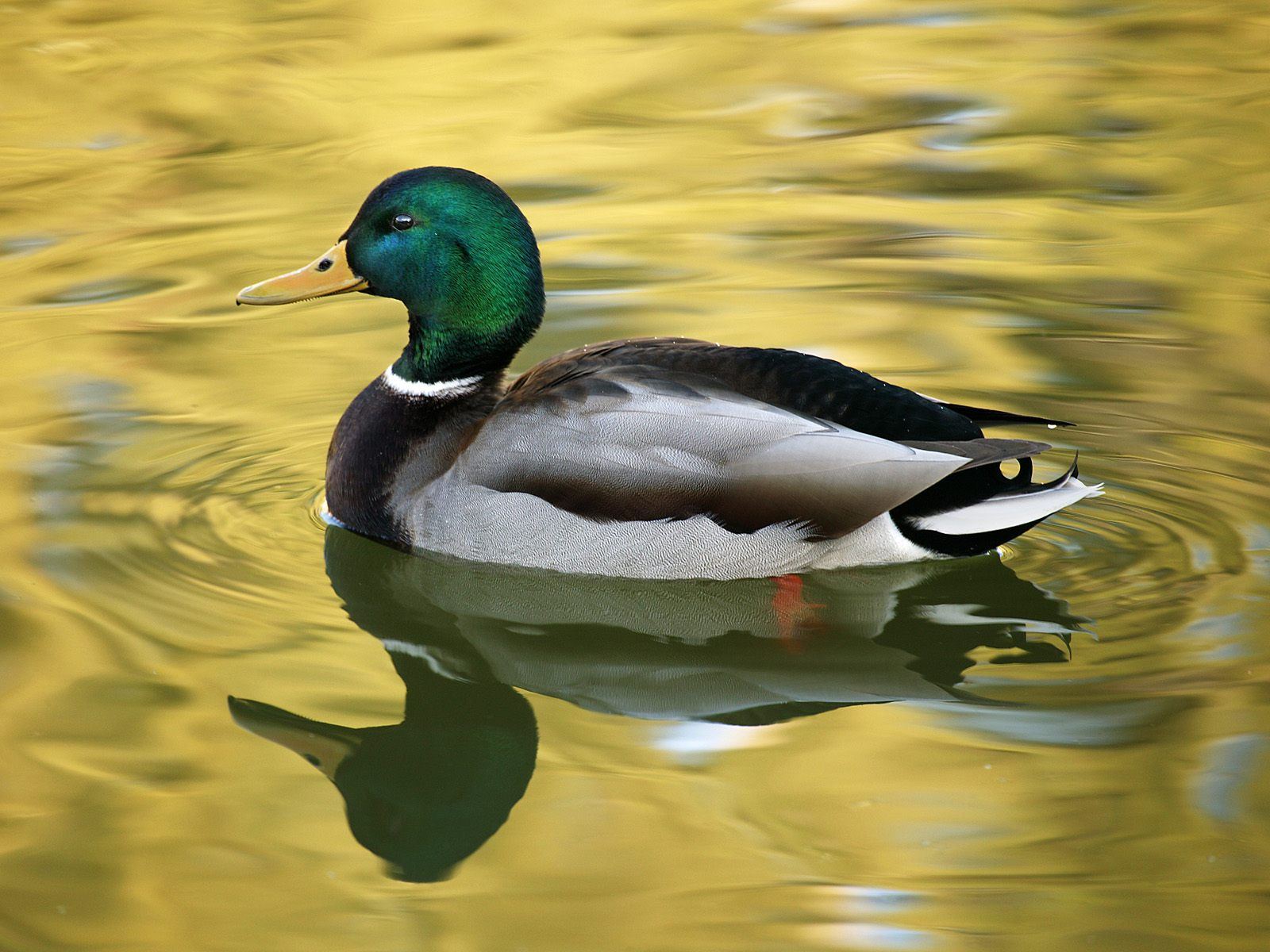 Mallard Duck Image