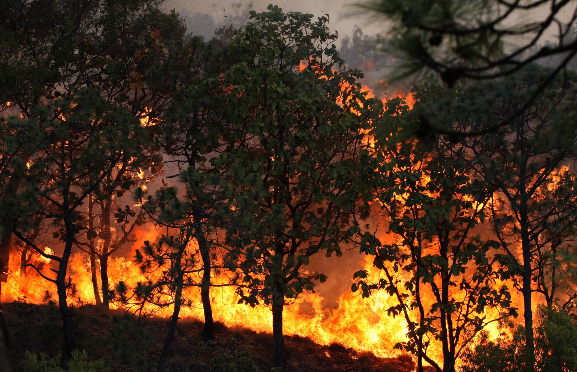 Forest Fire Flames Tree Disaster Smoke Wallpaper