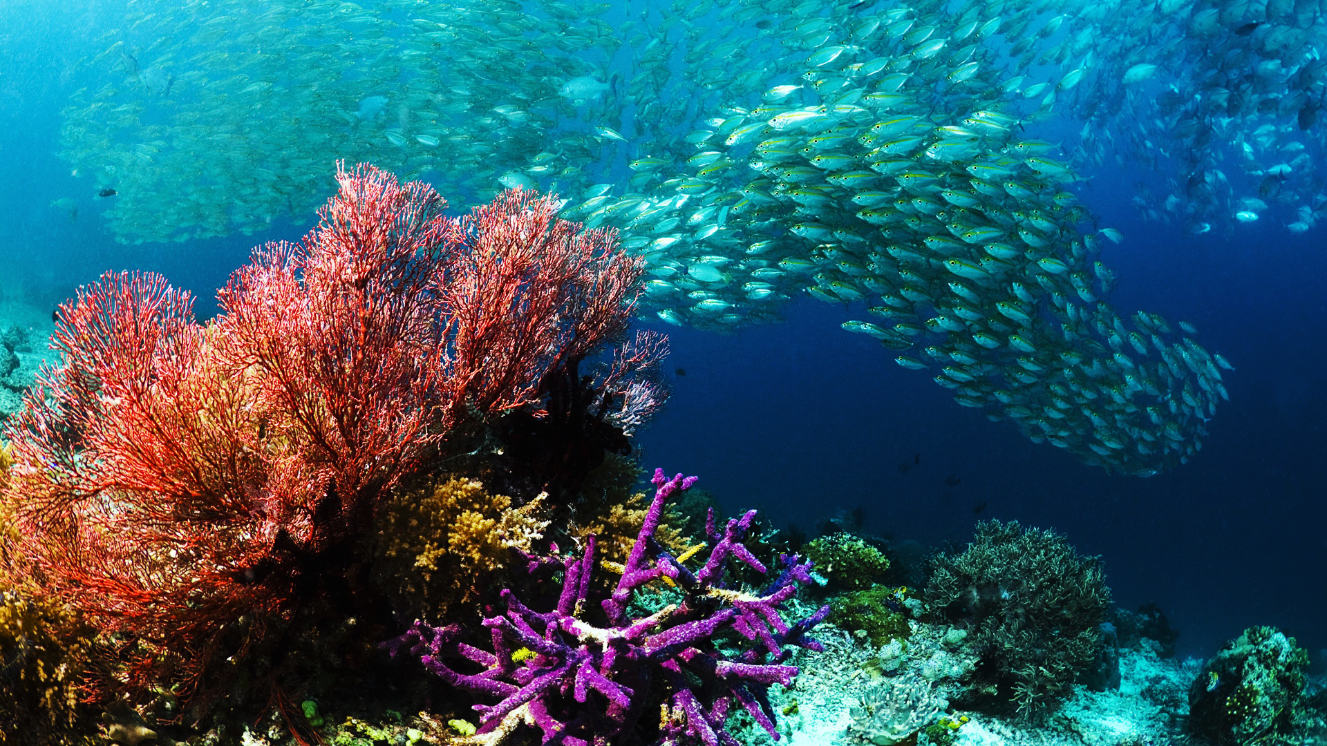 Home Underwater HD Wallpaper