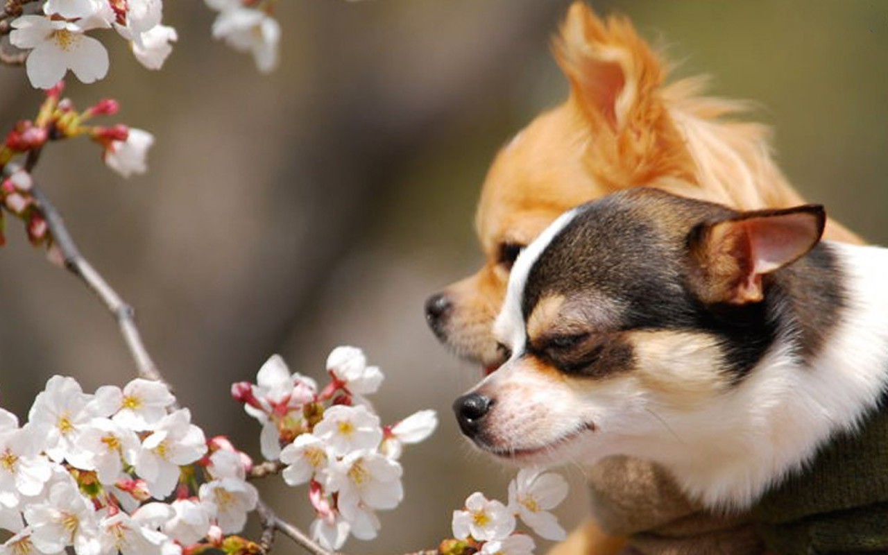 Cute Couple Chihuahuas Wallpaper