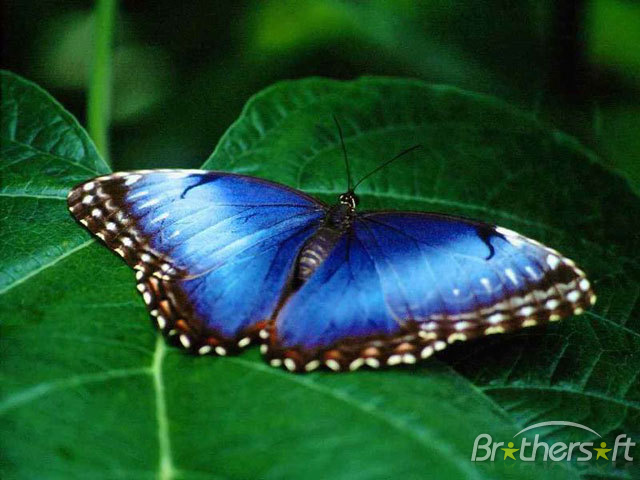 Butterfly Screensaver Living