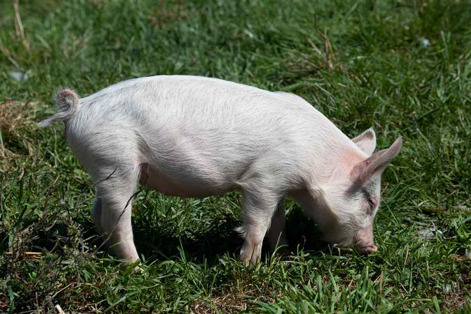 Baby Pig Images 920x613