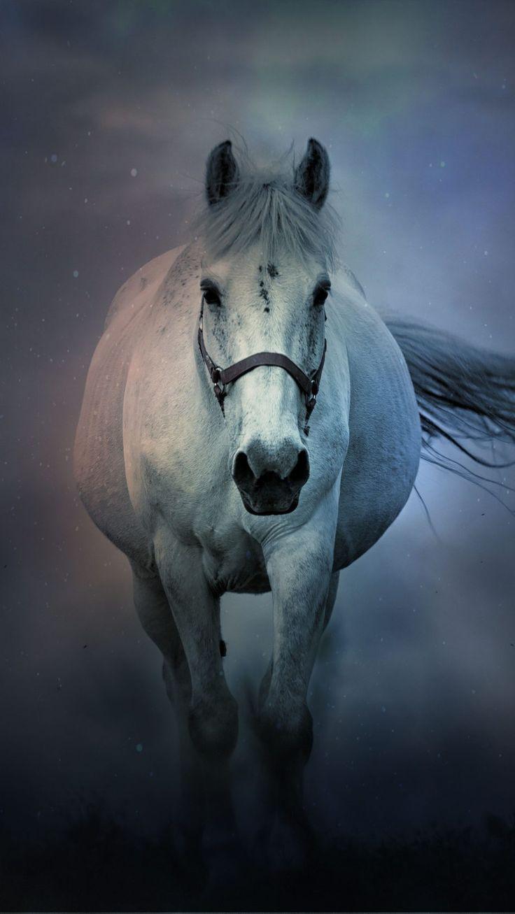 White Horse Running 4K Ultra HD Mobile Wallpaper Horse wallpaper