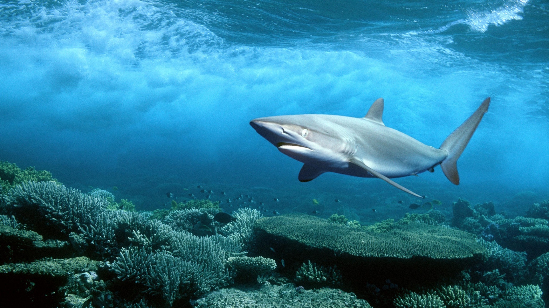 Shark Wallpaper