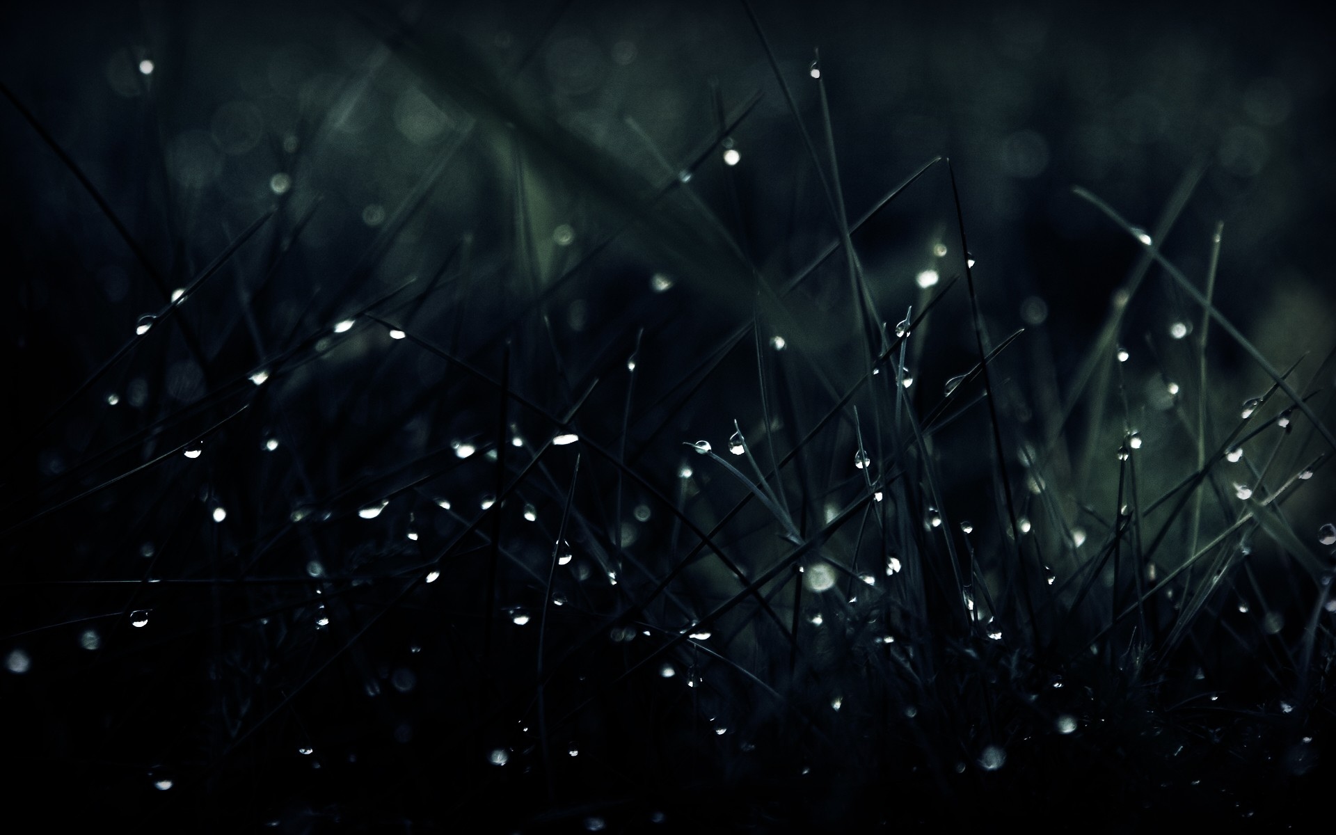 Close-up of dewdrops glistening on dark green grass blades in a dimly lit setting