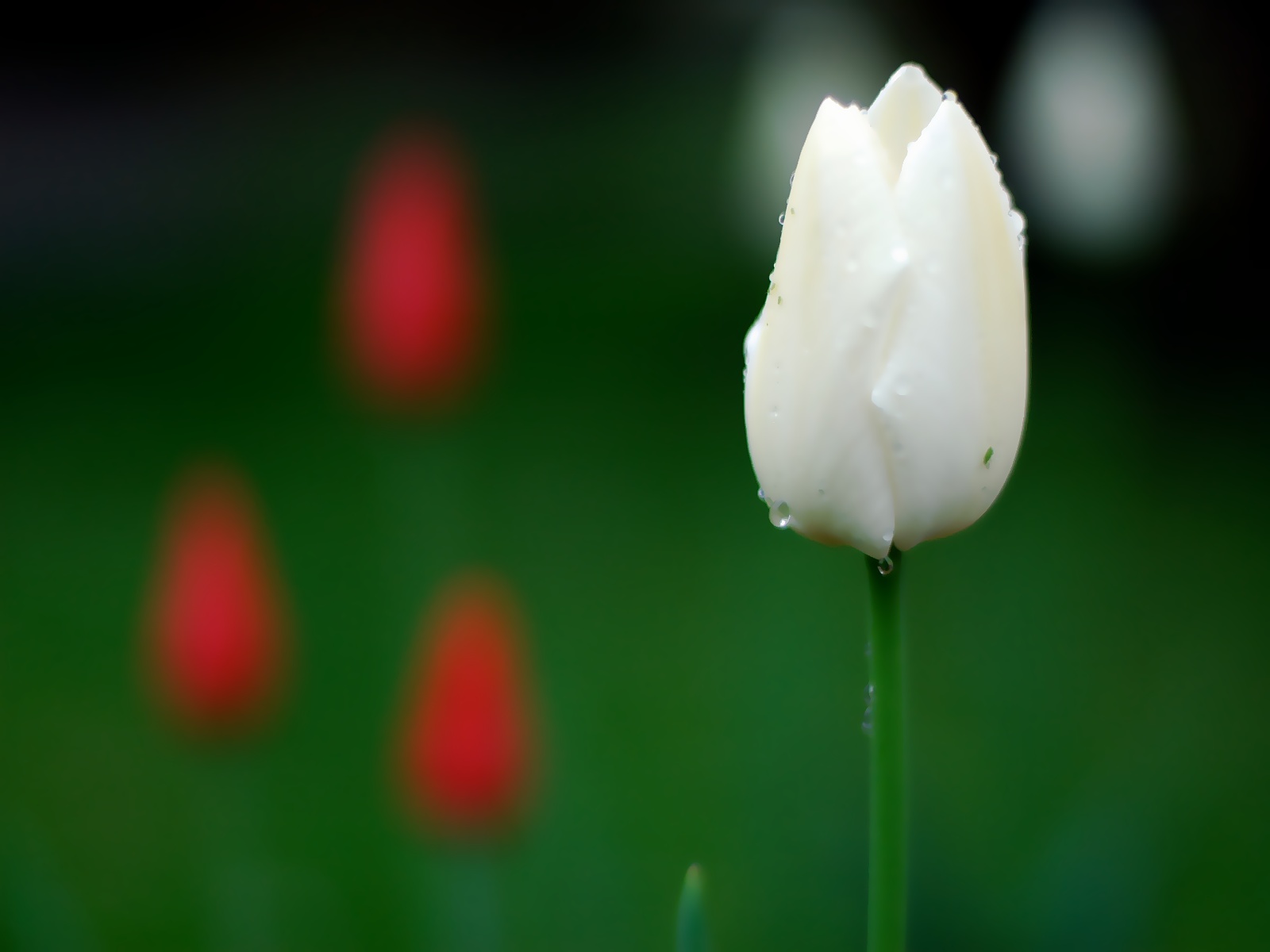 HD Wallpaper 1080p White Tulips