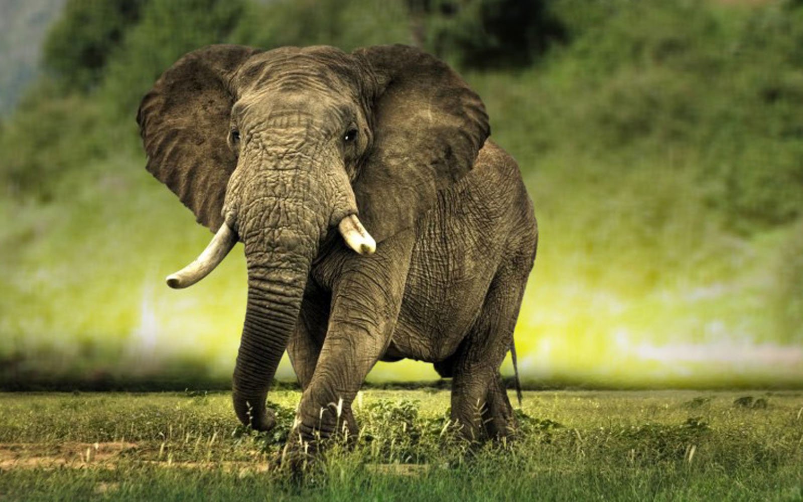 75+] African Elephant Wallpaper - WallpaperSafari