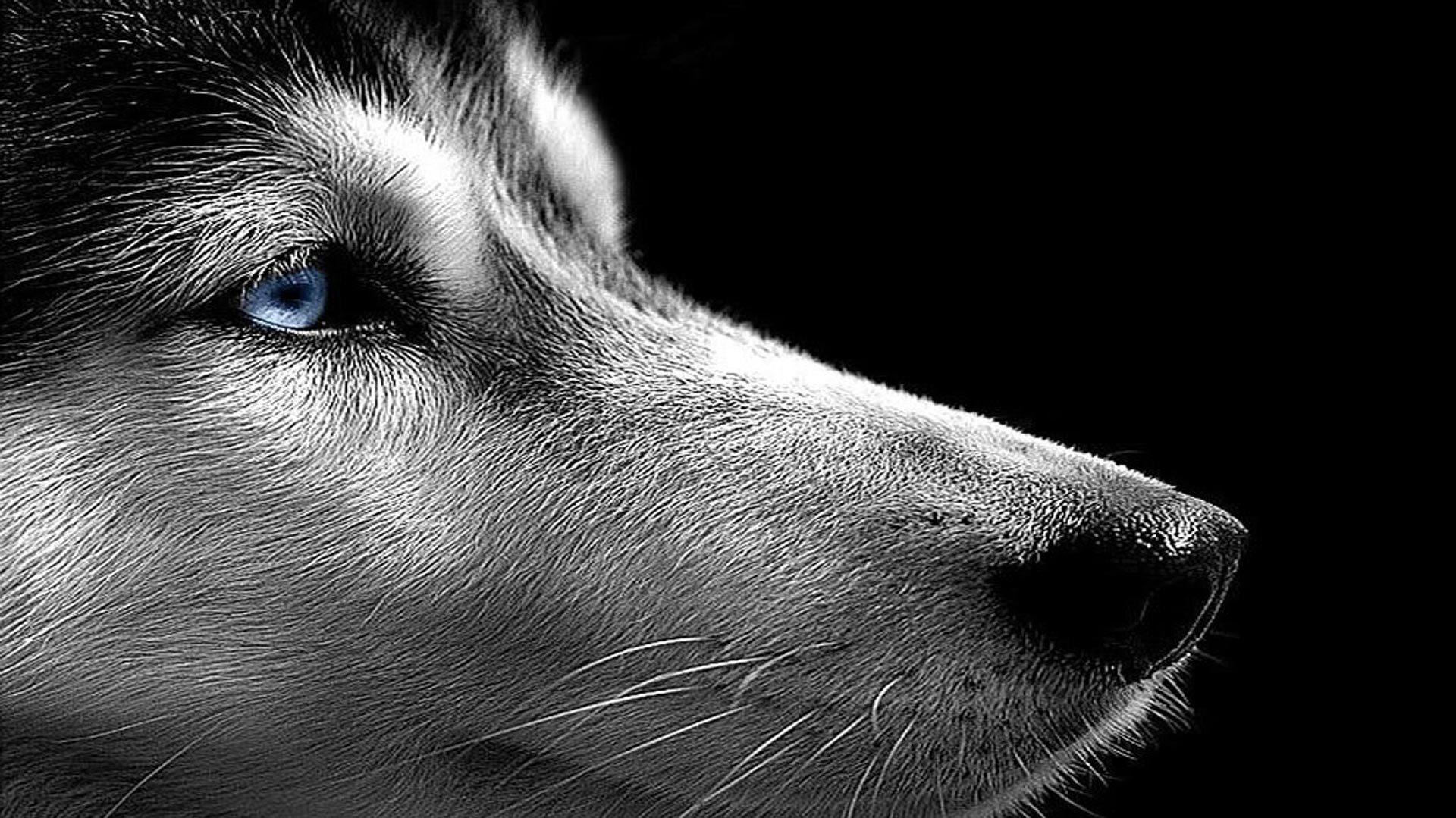 Husky On The Black Background Wallpaper And Image