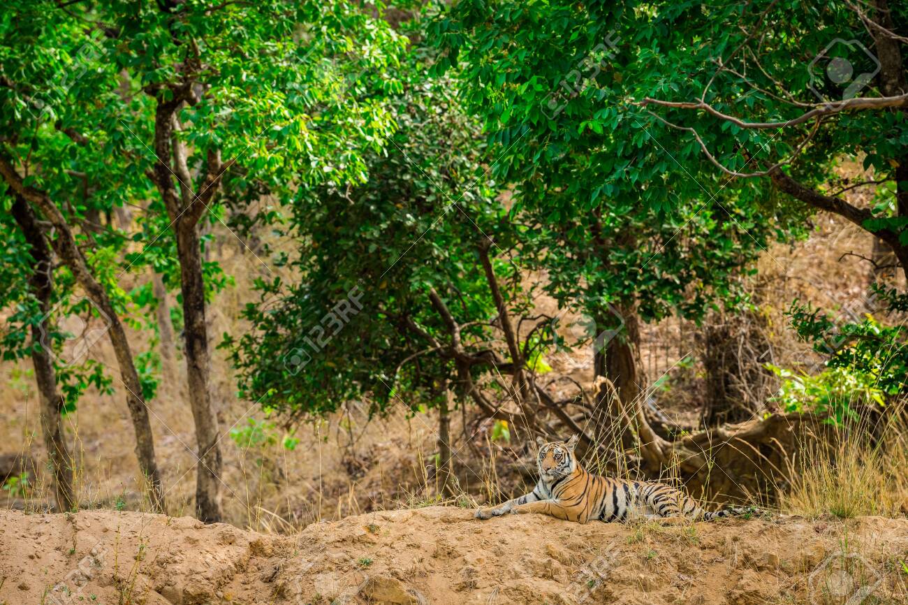 🔥 Free download Tigress Resting In Nature Habitat With Green Background