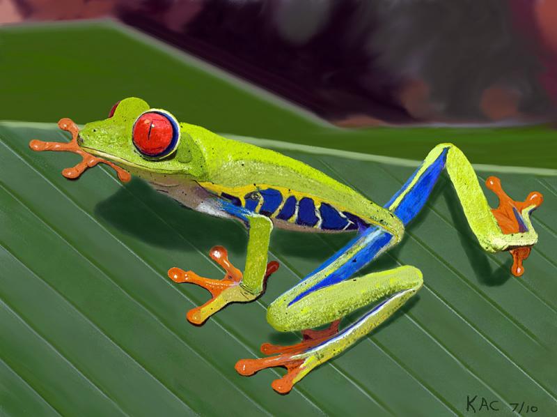 Red Eyed Tree Frog Wets