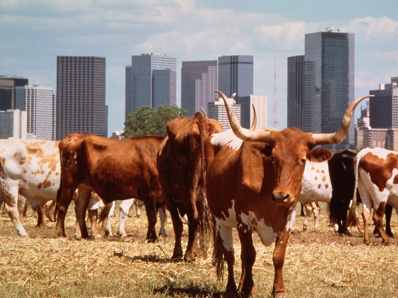 Wallpapers Animals AT DALLAS TEXAS CATTLES NEAR THE CITY PICTURES