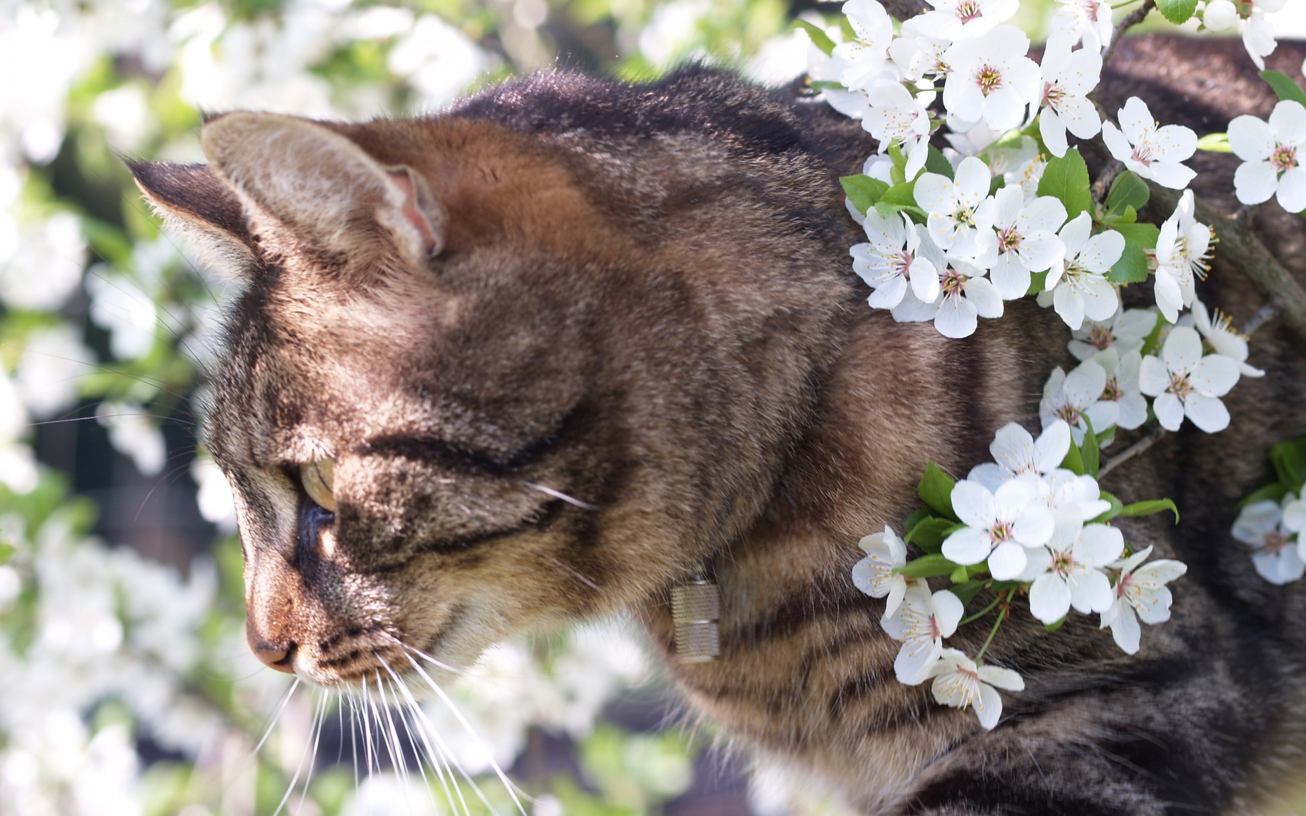 An3d Spring Flowers Desktop Wallpaper Kitten
