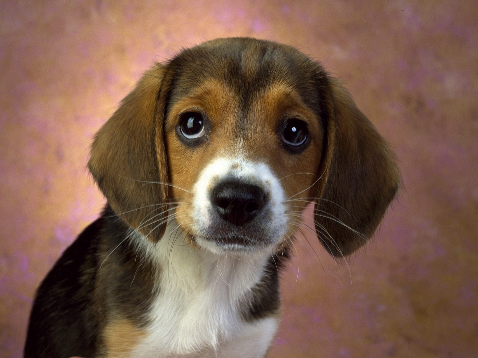 Beagle puppy dog   Hound Dogs Wallpaper 15363092