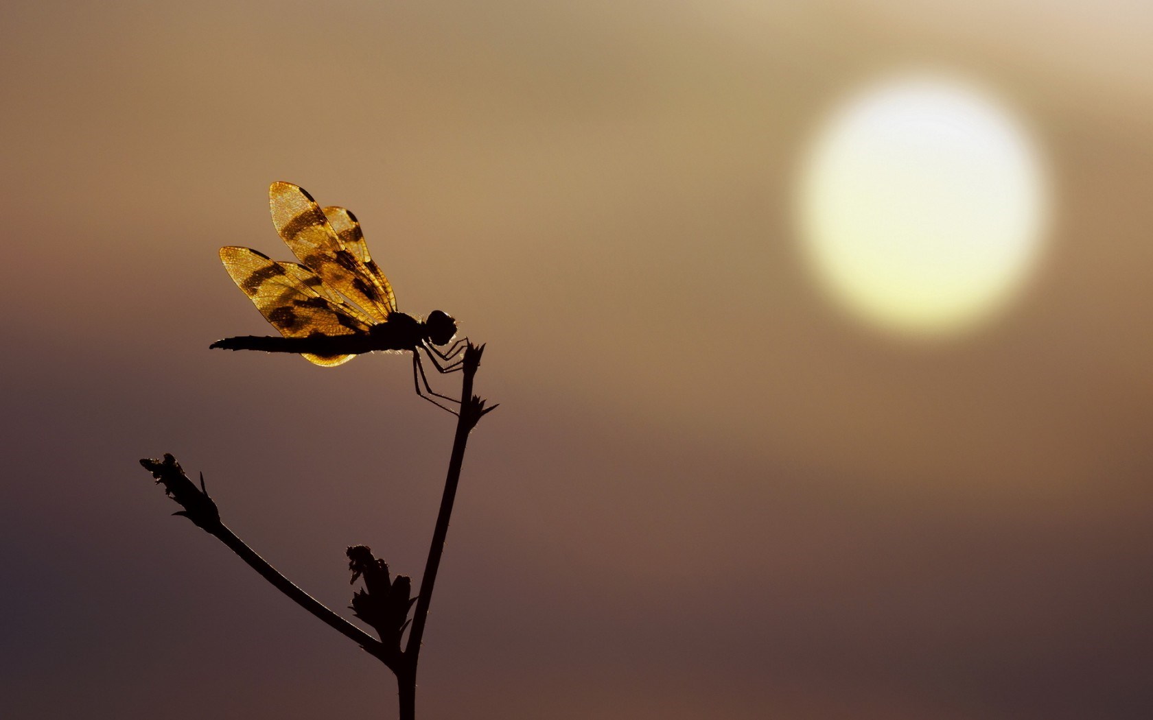 Dragonfly Silhouette Sunset HD Wallpaper Magic4walls