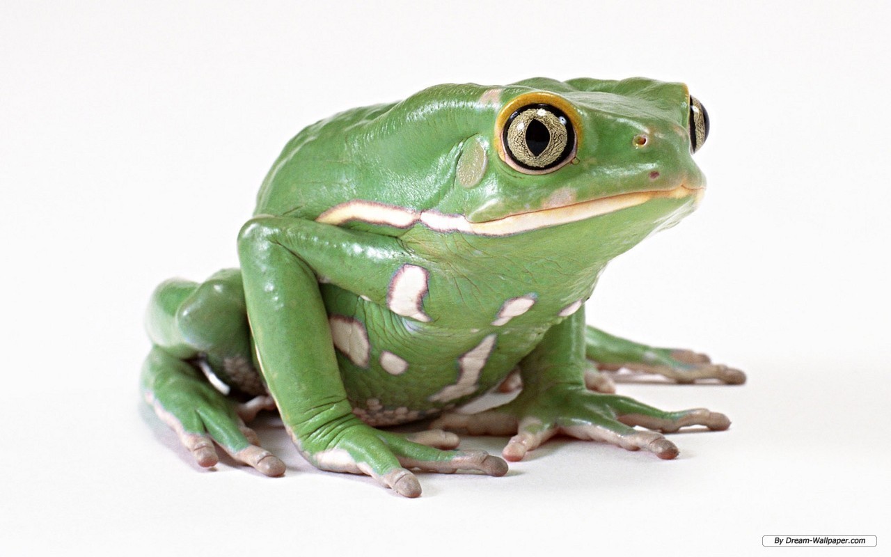 Frog Wallpaper Frogs