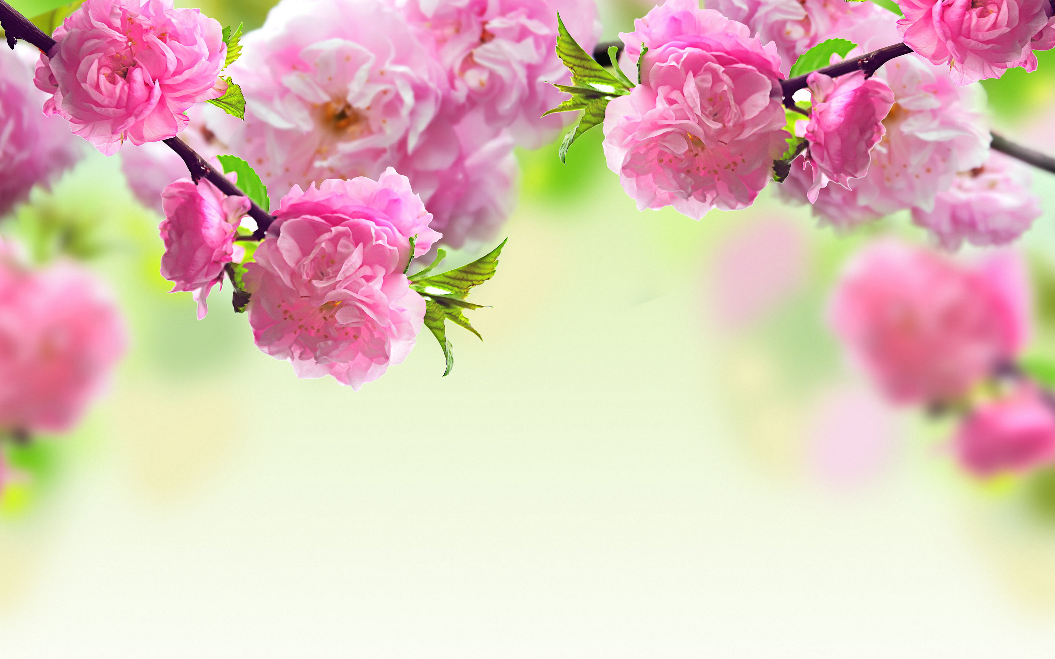 Pink Spring Flowers Macro Wallpaper HD