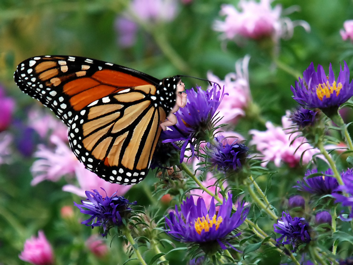 Butterfly Wallpaper Monarch Photos Background