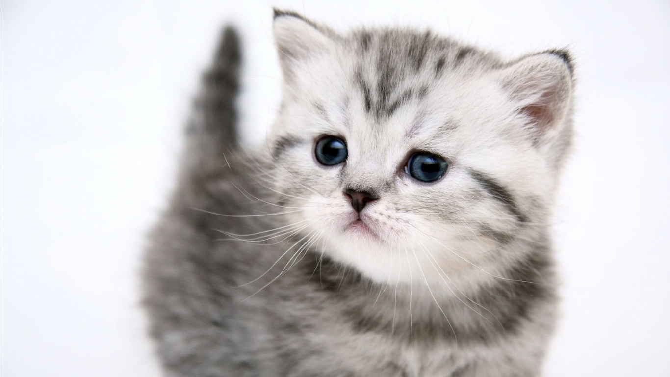 Download Kitten wallpapers for mobile phone free Kitten HD pictures