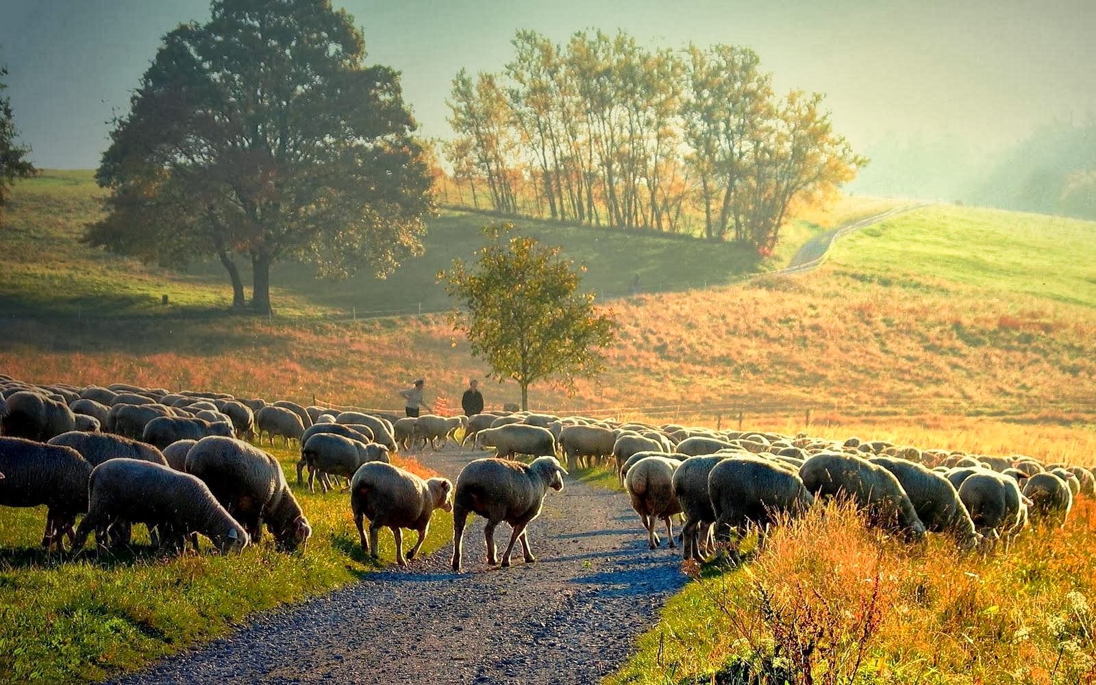 Free download Sheep Wallpapers Wallpaper Albums [1600x1000] for your ...