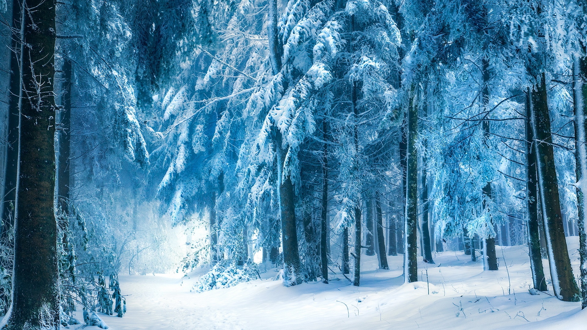 Winter Landscape Snow Forest HD Wallpaper 1920x1080