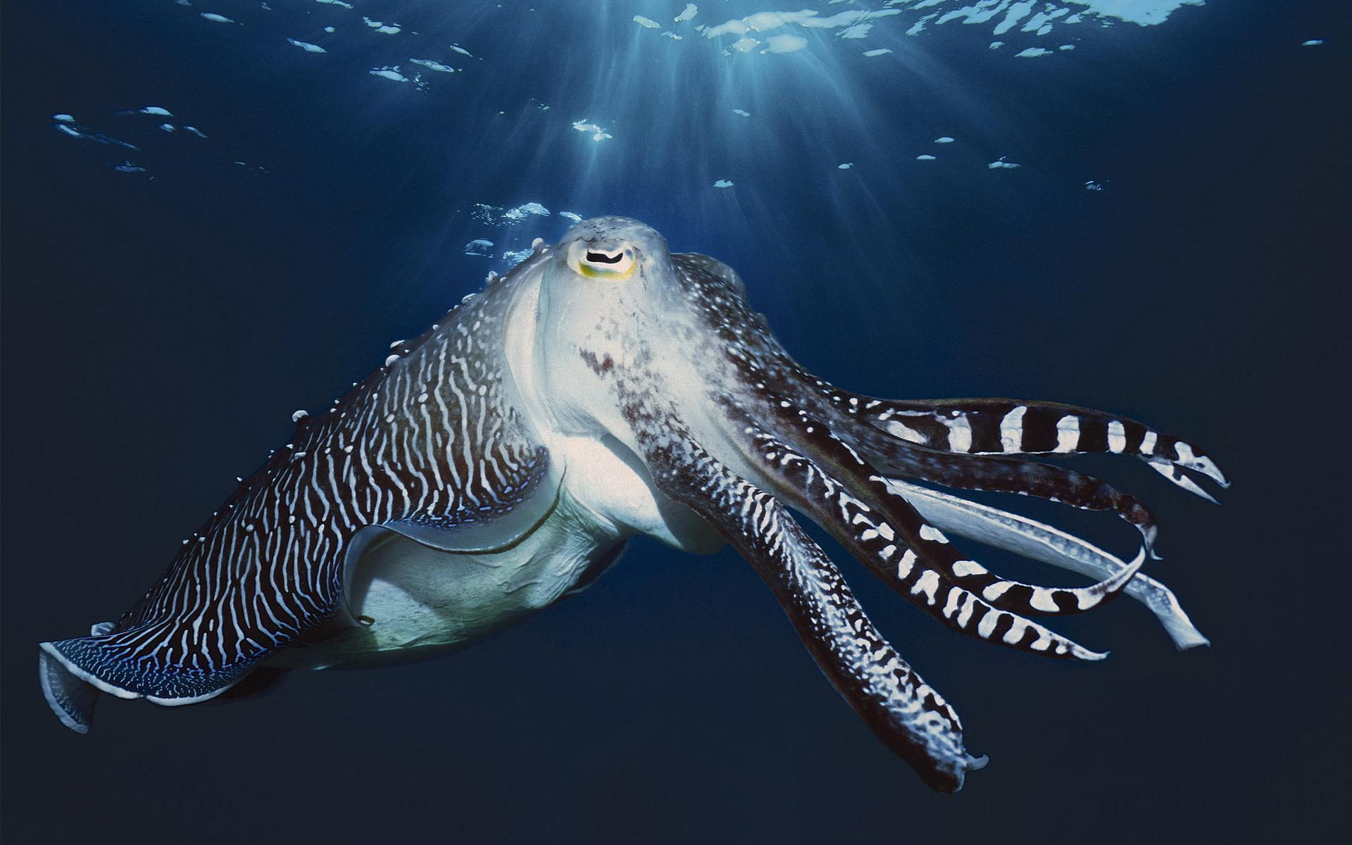 Cuttlefish Wallpaper