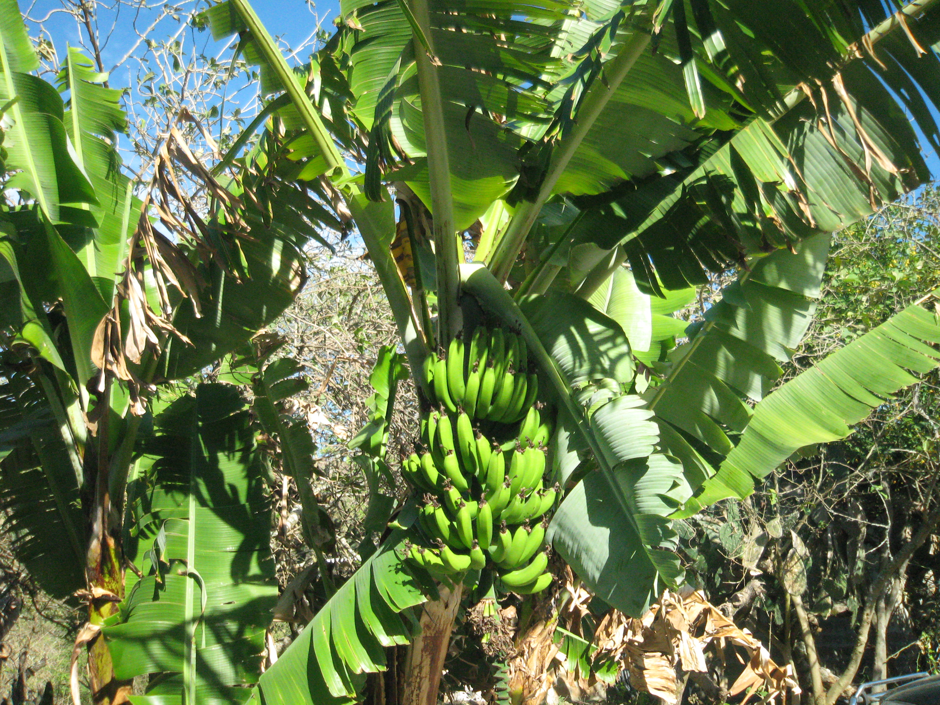 banana tree 300x225 Ecuador and Ohio in Photos Commonalities