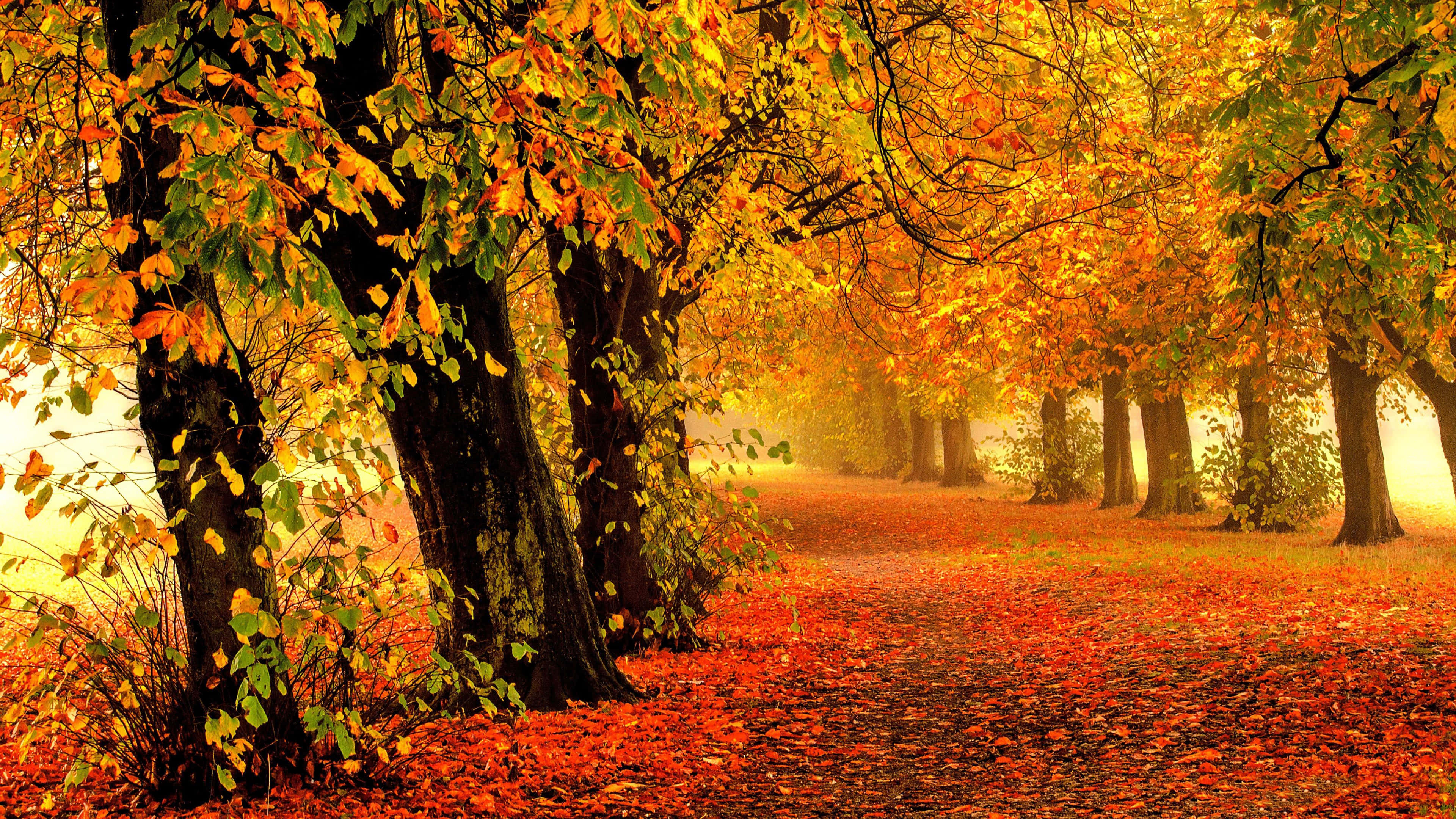 4k Fall Wallpaper