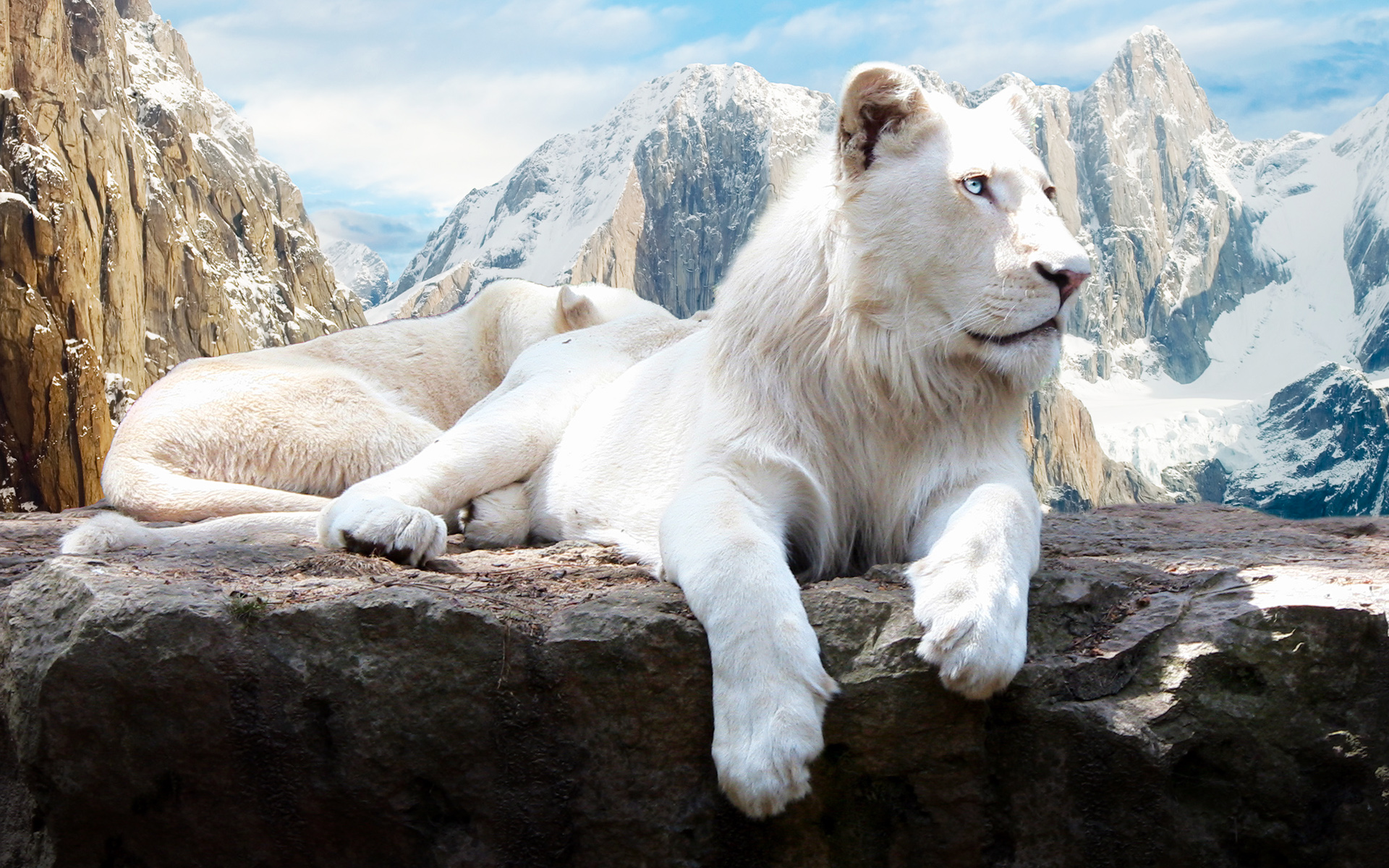 White Snow Lion Exclusive HD Wallpaper