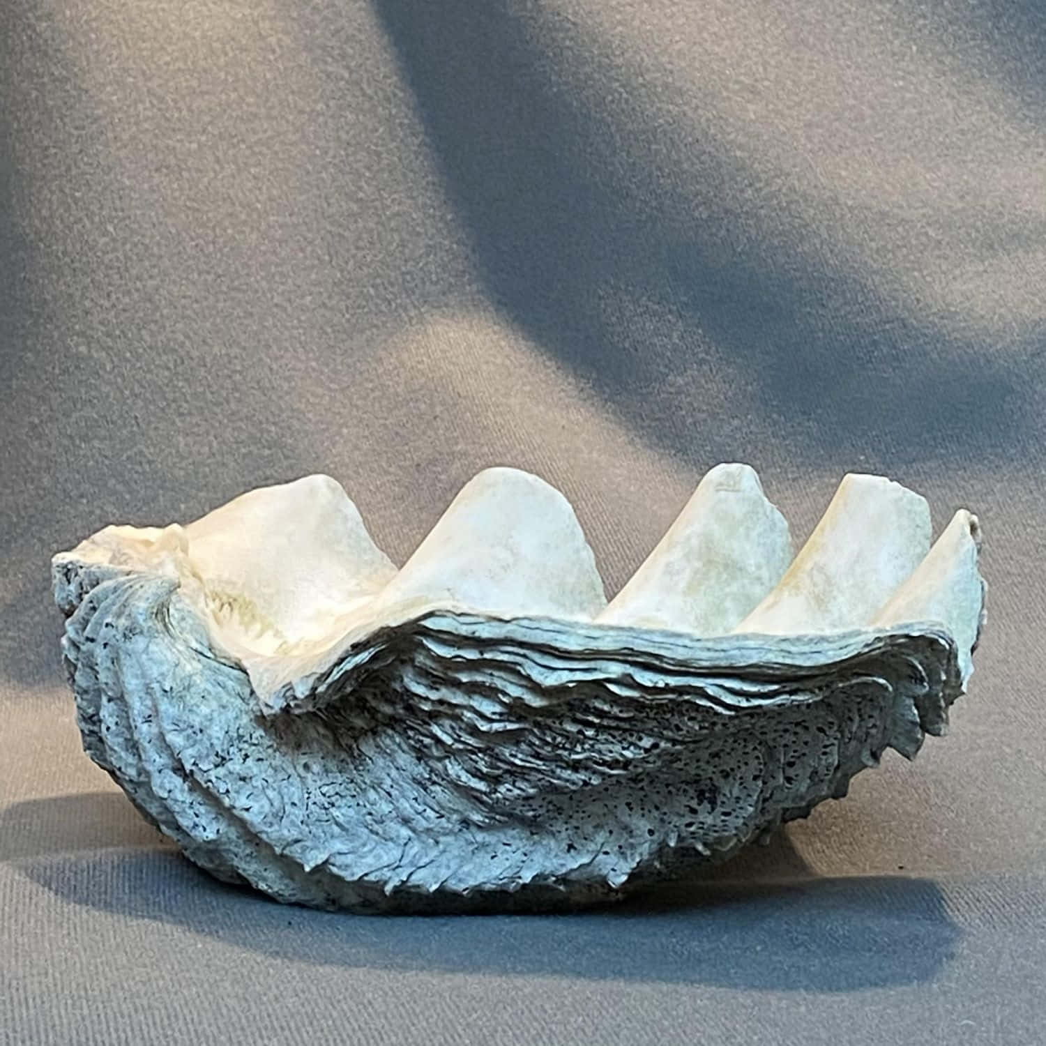 Clam Shell Purposes Nature S Sparkling Beauty Wallpaper