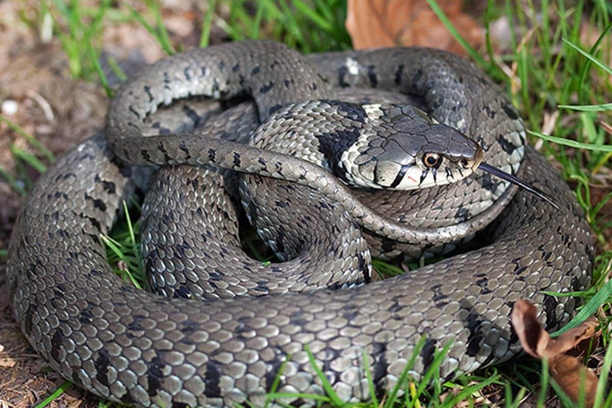 Grass Snake Wallpaper High Quality