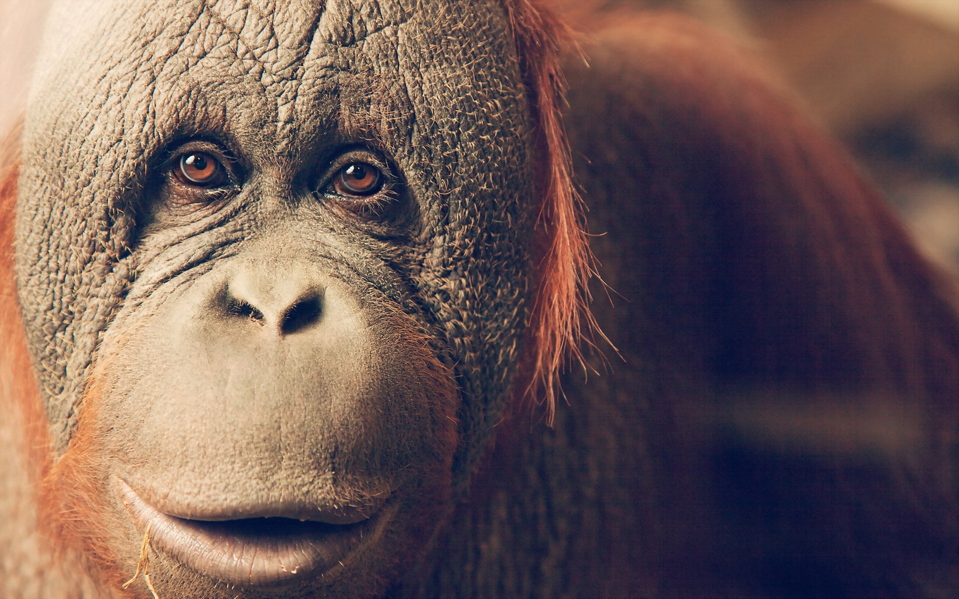 Orangutan HD Wallpaper Background Image
