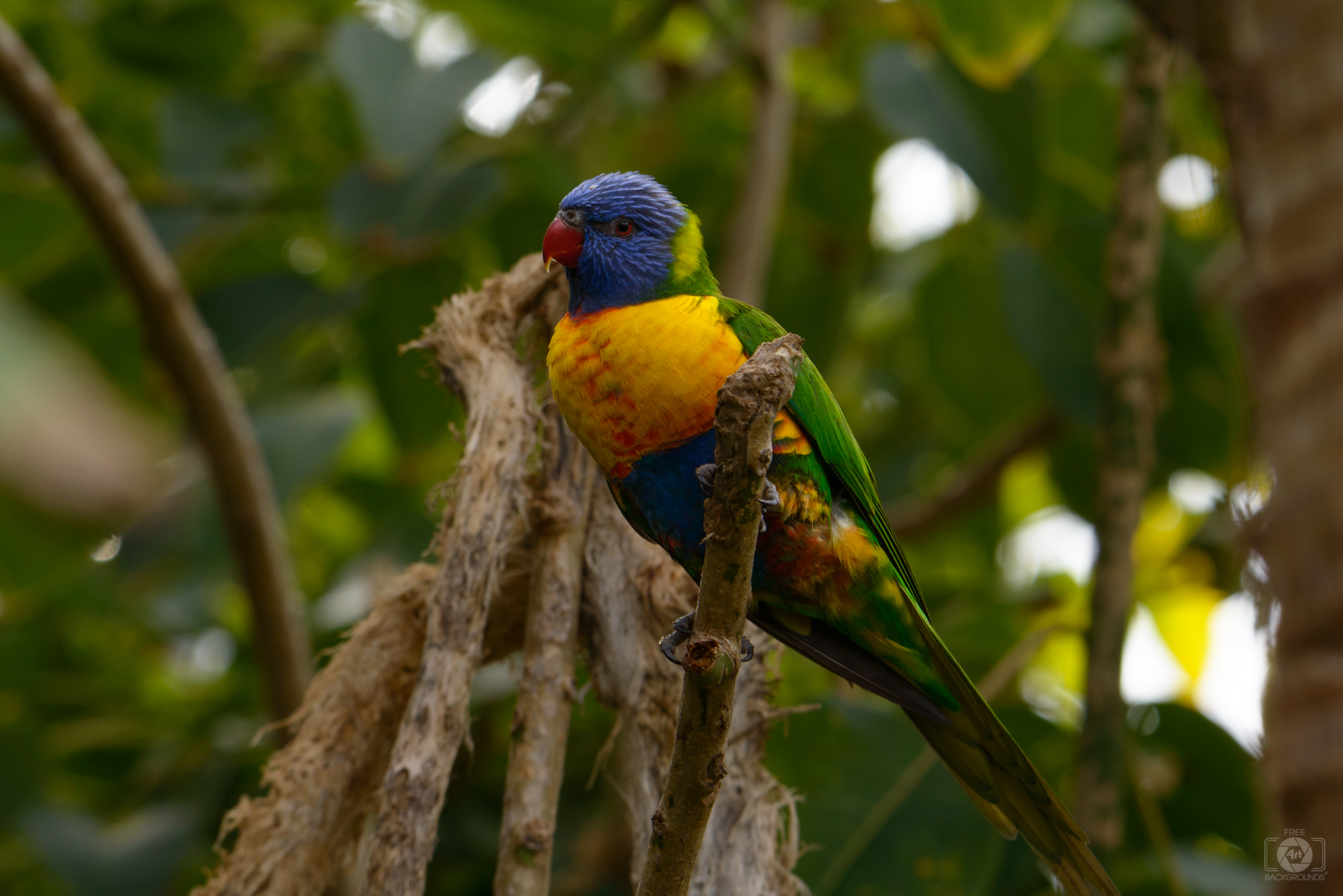 Rainbow Lorikeet Background High Quality Background