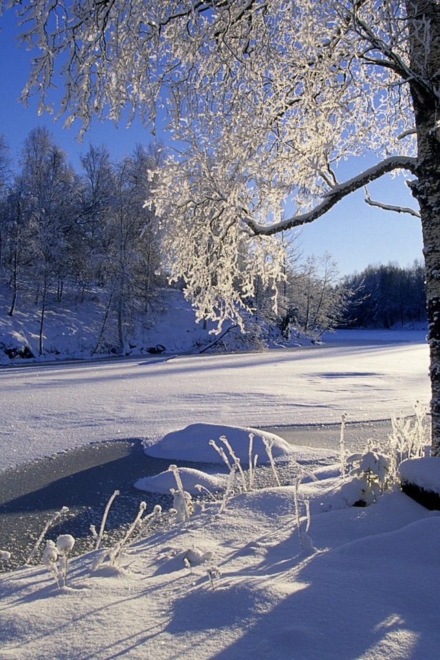 Winter Forest iPhone HD Wallpaper