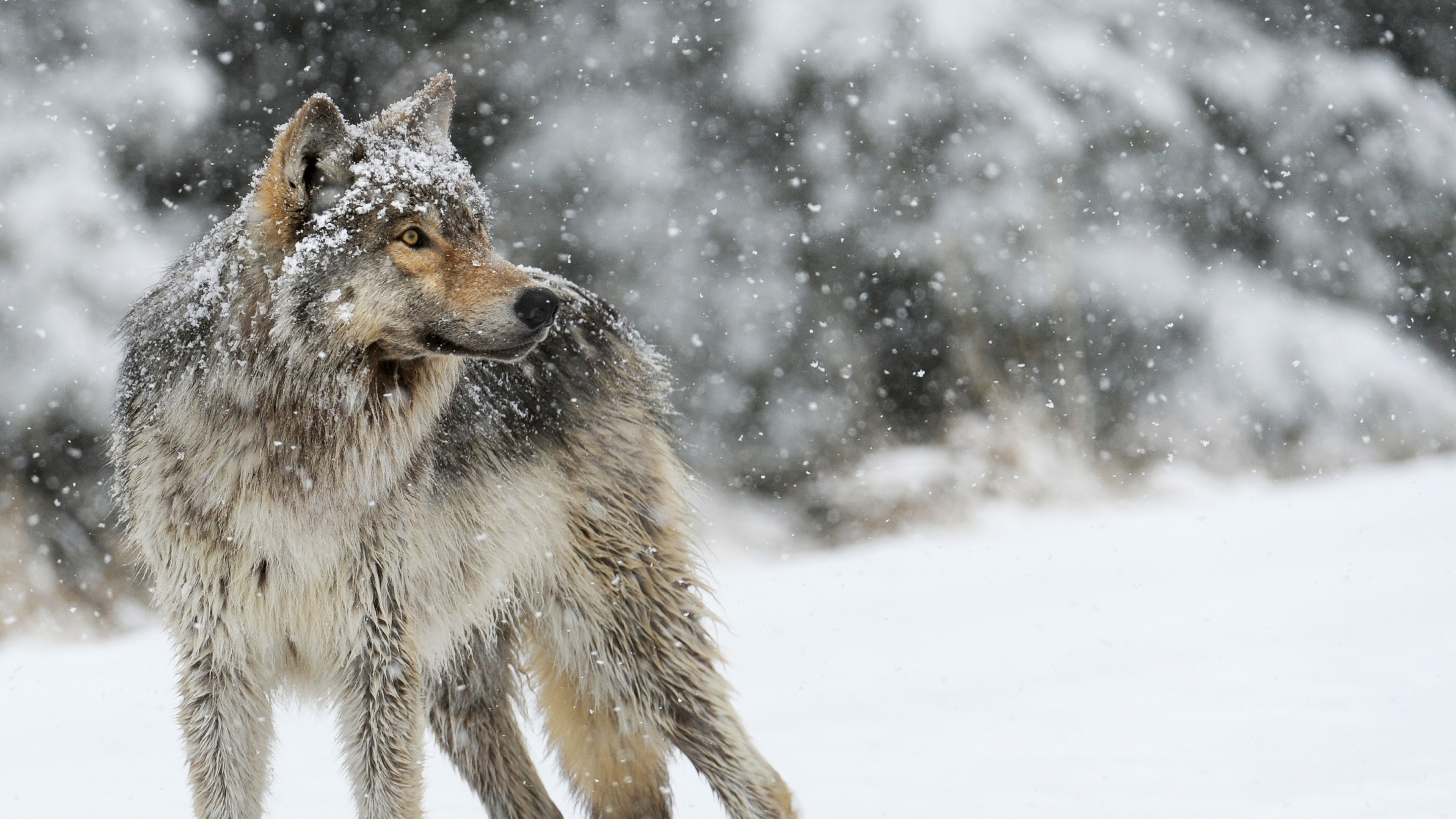A majestic wolf stands in a snowy forest, its fur dusted with snowflakes. The wolf's intense gaze and powerful stance capture the essence of its wild spirit