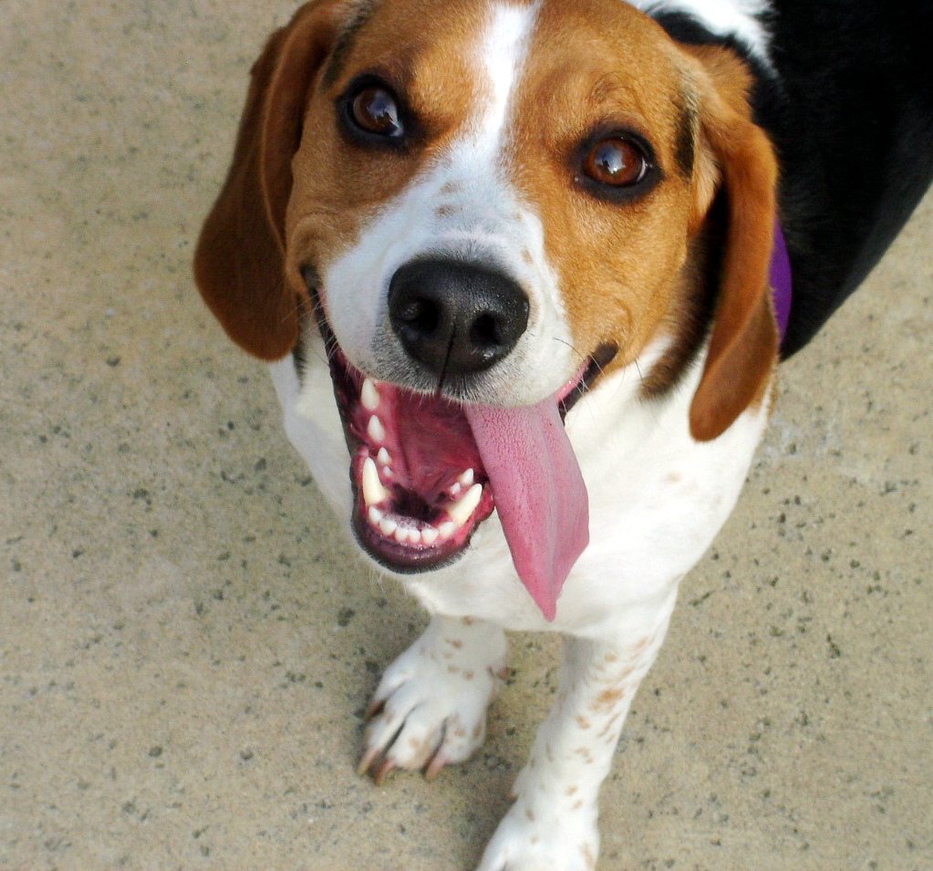 Beagle Dog Photo And Wallpaper Beautiful Funny Pictures