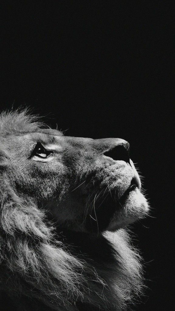 Free download 60 AMAZING ANIMAL IPHONE WALLPAPER FREE TO DOWNLOAD  [576x1024] for your Desktop, Mobile & Tablet | Explore 28+ White Lion  iPhone Wallpapers | Lion White Background, White Lion Background, Wallpaper  Of White Lion