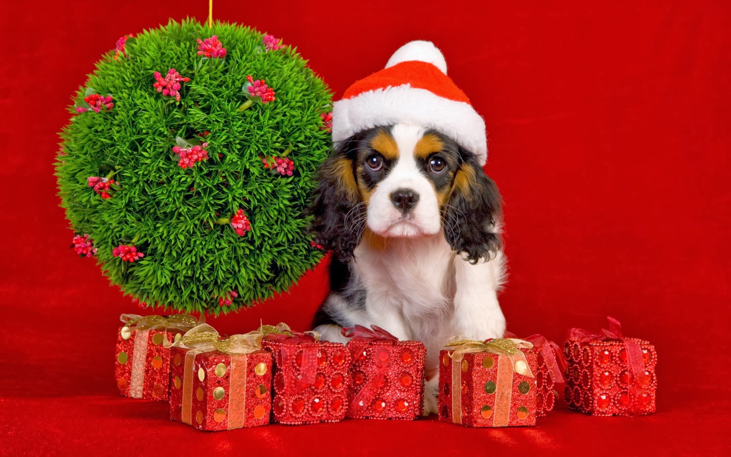 Christmas Wallpaper With Dogs Wallpapersafari