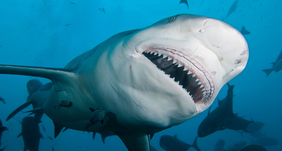 free fish photos 2015 wallpaper great white sharks Funny Photos 1120x600