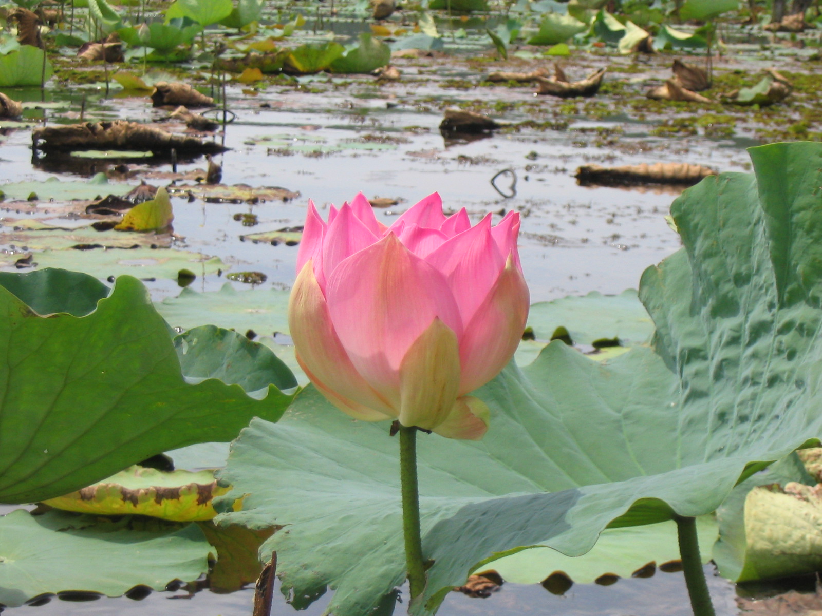 Lotus Flower Drawing Pink White Indian Sacred