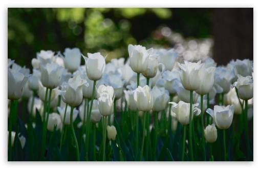 White Tulip Images  Browse 1674 Stock Photos Vectors and Video  Adobe  Stock