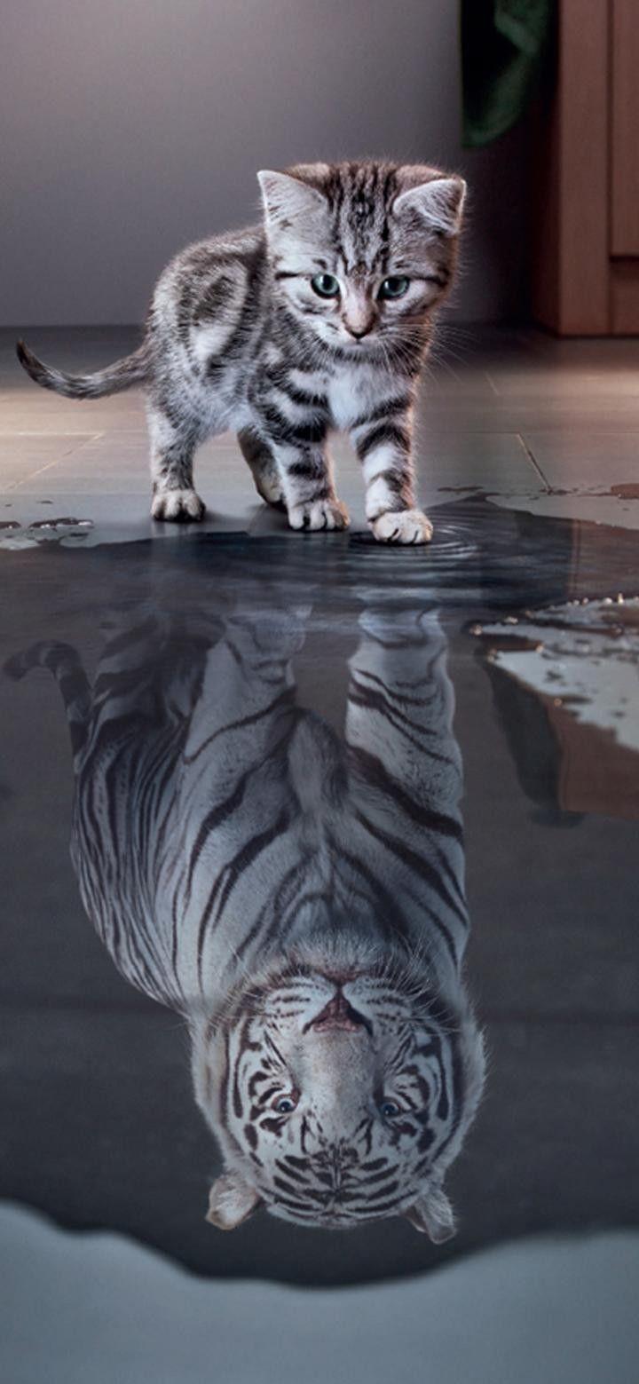 Cute Cat And Tiger In Animal Wallpaper Cats Dogs